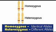 Homozygous vs heterozygous in genetics