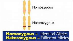 Homozygous vs heterozygous in genetics