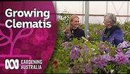 Everything you need to know about planting Clematis | Discovery | Gardening Australia