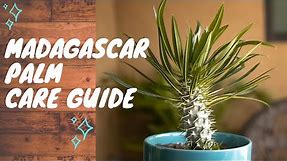 Madagascar Palm - Complete Succulent Plant Care Guide (For Beginners)