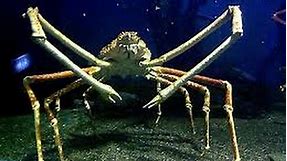 Facts: The Japanese Spider Crab