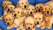 Cute Puppies Compilation NEW wallpaper