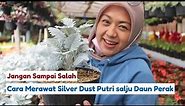 Cara merawat Tanaman Silver Dust Putri salju Daun Perak Dusty miller new look Jacobaea maritima