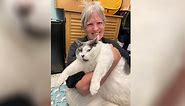 Viral cat dubbed 'largest cat anyone has ever seen' gets adopted