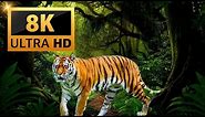 animals in 8k video ultra hd | Wonderful Animals