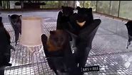 Yes it's that bat 🦇 dancing video | Hanging bats filmed upsidedown 🙄 looks like a Goth night club