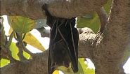 Bat hanging from tree