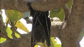 Bat hanging from tree