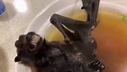 Video shows bat soup believed to be sold in Hong Kong