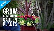 How To Grow Pot Plants in a Container Garden #gardening #diy
