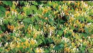 What Is Honeysuckle? | Honeysuckle: 6 Uses & Benefits of This Common Garden Plant