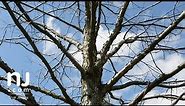 Update on offspring of 600-year-old Basking Ridge oak tree