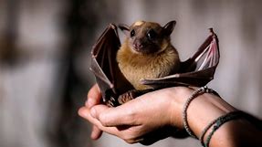 Why rising interactions between bats and humans pose major global health risks