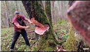 Logger - cutting down big tree with axe - tips.