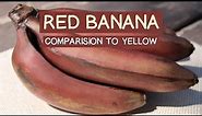 Red Banana Nutrition and Comparison to Yellow Banana
