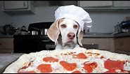 Dog Makes Pizza: Cute Dog Maymo