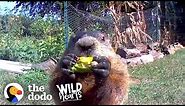 Guy Catches Adorable Groundhog Eating His Veggie Garden | The Dodo Wild Hearts