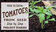 ★ How to: Grow Tomatoes from Seed (A Complete Step by Step Guide)