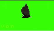 Bat Flying Free GreenScreen with 3 Different Angles