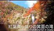 紅葉真っ盛りの箕面の滝 / Most Beautiful Waterfall in Osaka