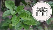 Planting a hornbeam hedge | The Impatient Gardener