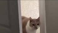 Cat saying hello meme