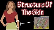 Structure Of The Skin - Layers Of Skin - Types Of Skin - Types Of Skin Cells - Integumentary System