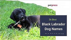 🐶 Best 36 Popular Black Labrador Dog Names 🐕‍🦺| PetPress