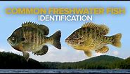 How To Identify Common Freshwater Fish