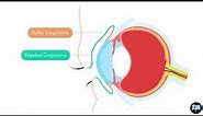 Eye Anatomy Chapter 2 : The Conjunctiva 1