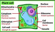 Learn all about plant cells in 2 MINUTES 🌱 | Easy science video