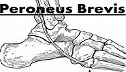 Peroneus (Fibularis) Brevis Tendinitis Pain [Home Treatment Guide!]