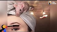 Rat Family Is Perfect: Girl Loves Her 5 Rats | The Dodo