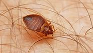 Bat Bug vs Bed Bug: 8 Key Differences and Which Is Harder to Get Rid Of