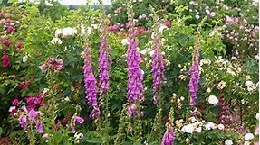 Learn How to Grow and Care for Foxglove