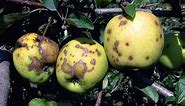 Identifying and Treating Apple Tree Diseases | apple tree leaf curl