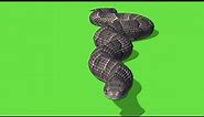 Green screen snakes for free (full-HD)