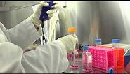 Cell Culture Basics 15: Adding cells to a cell culture flask