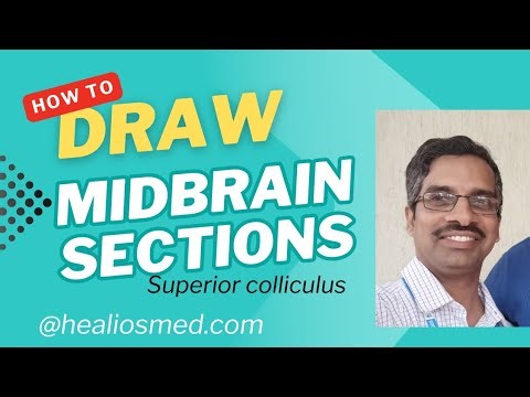 Midbrain superior colliculus