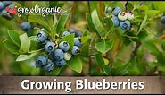 Planting Blueberries & Growing Blueberries