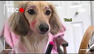 Ep#10: Ain't No Puppy No More! - Daphne’s Vlog (Cute Dachshund Video!)