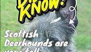 Discovering Scottish Deerhounds Fascinating Facts and History #animalfacts #nationalgeographics #dog