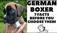 Before you buy a dog - GERMAN BOXER - 7 facts to consider! DogCastTV!
