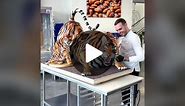 Chocolate Tiger! 🐅 I want to wish everyone an amazing New Year with this throwback of the first showpiece of 2022! I cannot wait for you to discover what 2023 holds! #amauryguichon #chocolate