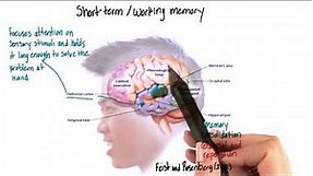 Short term or working memory in the brain - Intro to Psychology