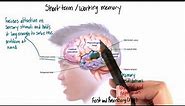 Short term or working memory in the brain - Intro to Psychology