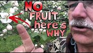 4 Reasons Why Your Fruit Tree is Not Producing Fruit