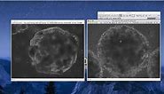 ImageJ Tutorial: How to Combine Videos Side-by-Side