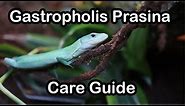 Green Keel Bellied Lizard (Gastropholis Prasina) Quick Care Guide