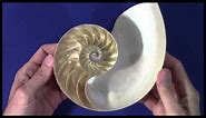 The Golden Ratio Nautilus